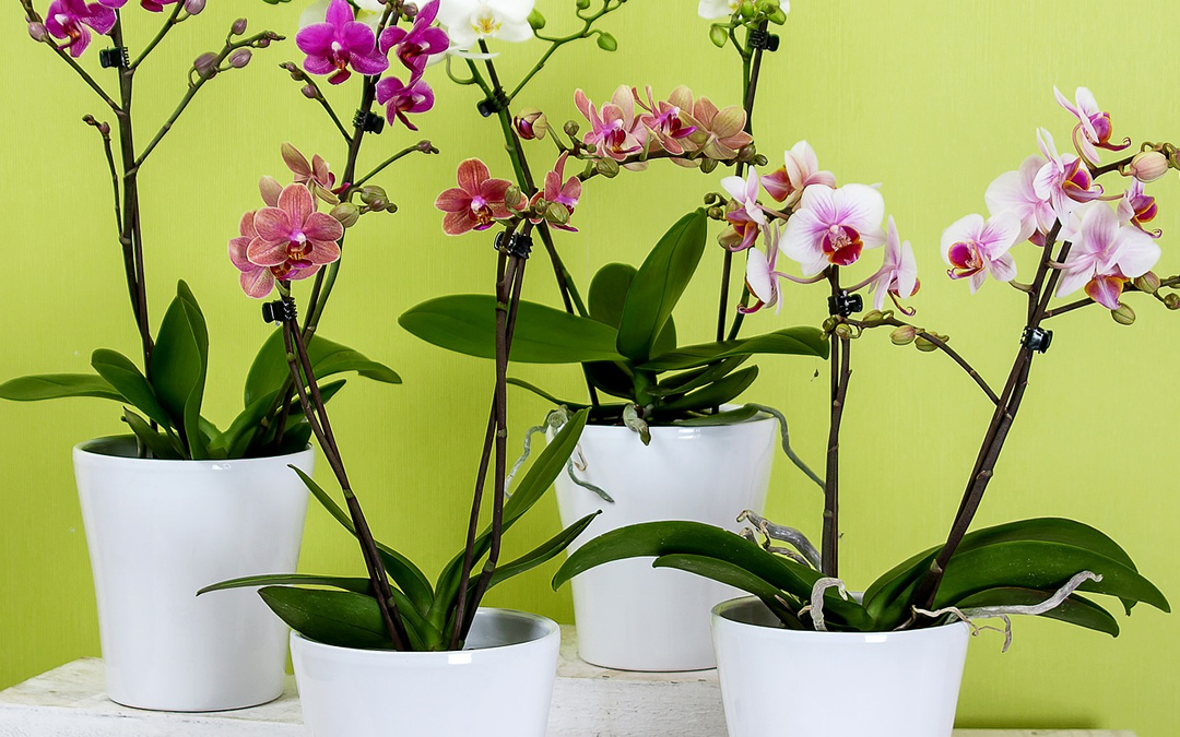 5-orquideas-plantas-ambientes-fechados-apartamento-show