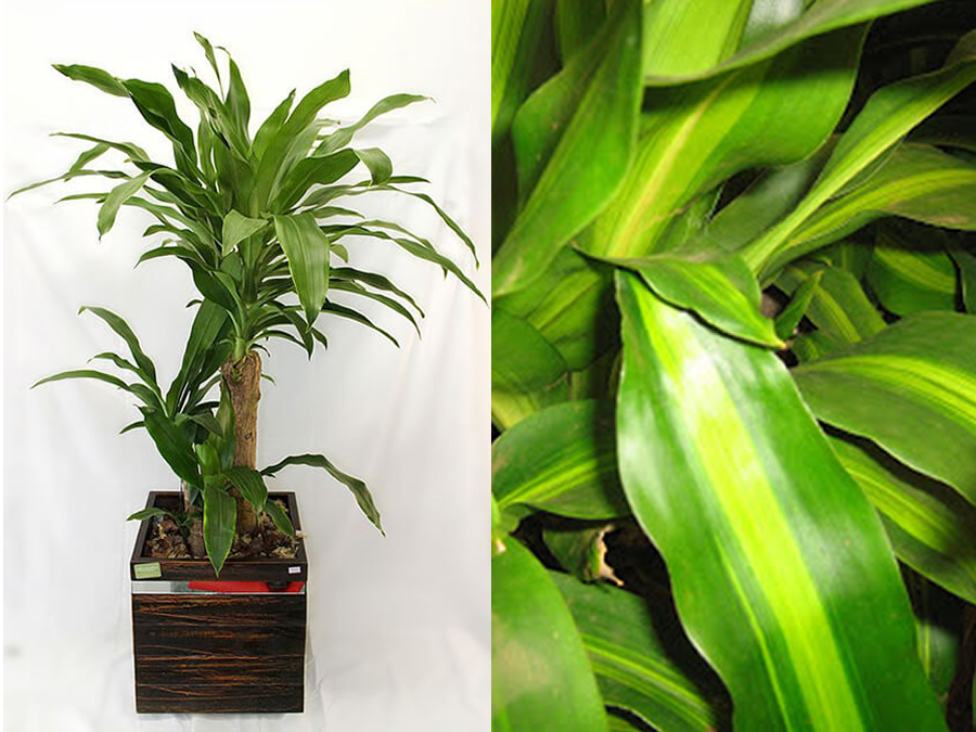 7-pau-dagua-plantas-ambientes-fechados-apartamento-show