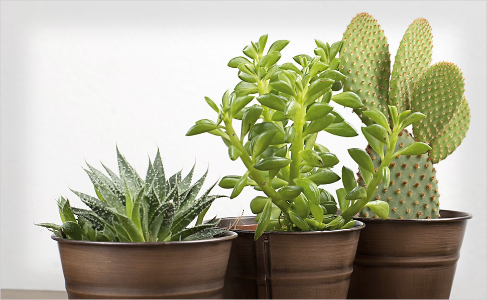 10 plantas resistentes que sobreviverão em ambientes com pouca luminosidade